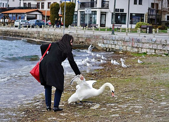 صور صادمة.. سائحة تقتل طائر البجع لتأخذ صورة سيلفي معه! صورة رقم 1