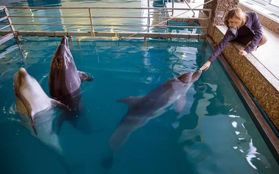 فيديو مدهش.. الدلافين تشارك حسناء روسية احتفالها بعيد ميلادها صورة رقم 10