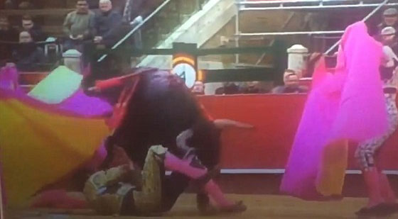 فيديو مثير.. مصارع ثيران ينجو باعجوبة من قرون ثور اخترقته صورة رقم 3