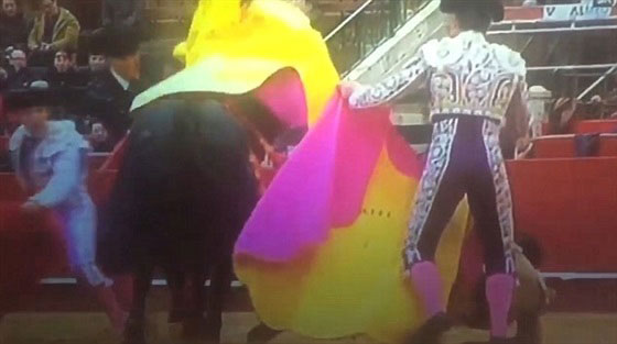 فيديو مثير.. مصارع ثيران ينجو باعجوبة من قرون ثور اخترقته صورة رقم 2