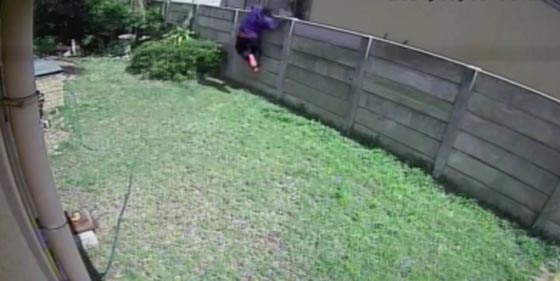 كلب حراسة تبين انه صغير.. يطارد لصا مقتحما بشراسة صورة رقم 1