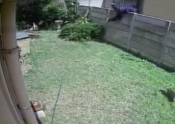 كلب حراسة تبين انه صغير.. يطارد لصا مقتحما بشراسة صورة رقم 3