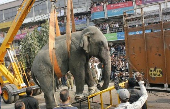 فيل هندي يهاجم عائلة ويقضي على خمسة من افرادها وهم نيام!! صورة رقم 2