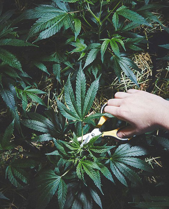 هكذا تساعد راهبات الماريجوانا الناس بشكل مختلف ويحظين بالمغفرة صورة رقم 3