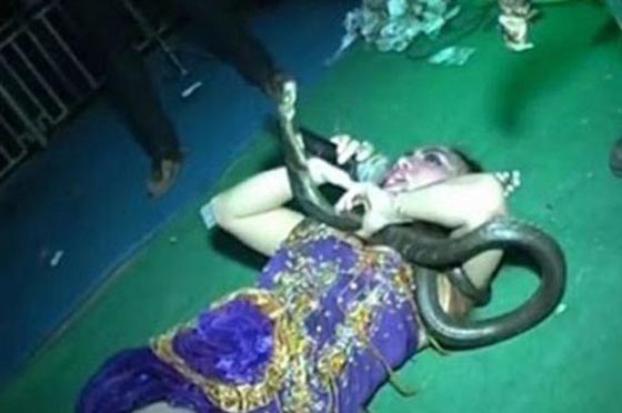 وفاة مغنية بوب شابة لدغتها افعى كوبرا على المسرح.. فيديو صورة رقم 2