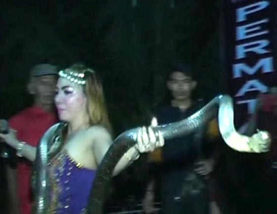  وفاة مغنية بوب شابة لدغتها افعى كوبرا على المسرح.. فيديو صورة رقم 5