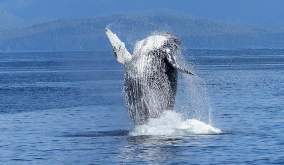  قصة اشبه بالخيال.. حوت يبتلع صيادا اثناء عاصفة ويقذفه حيا بعد 3 ايام صورة رقم 4