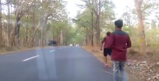  فيديو مؤلم.. 4 هنود يرشقون فيلة بالحجارة يواجهون عقوبة السجن صورة رقم 1