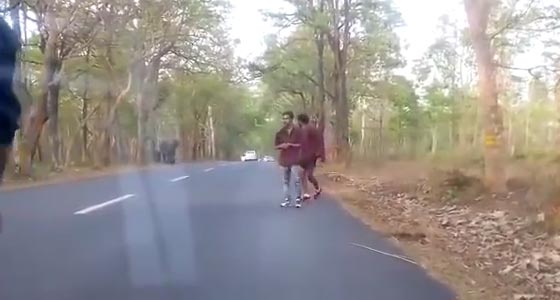  فيديو مؤلم.. 4 هنود يرشقون فيلة بالحجارة يواجهون عقوبة السجن صورة رقم 3