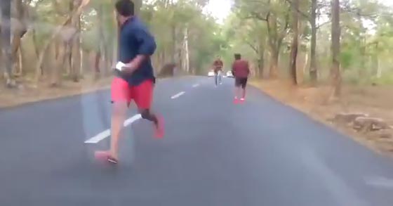  فيديو مؤلم.. 4 هنود يرشقون فيلة بالحجارة يواجهون عقوبة السجن صورة رقم 4