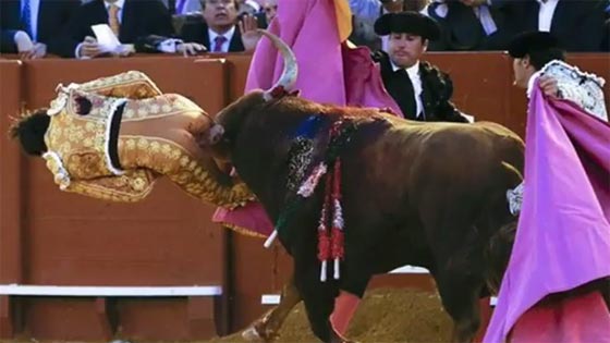 فيديو رهيب.. قرن ثور هائج يخترق مؤخرة مصارع وينجو باعجوبة صورة رقم 1 فيديو رهيب.. قرن ثور هائج يخترق مؤخرة مصارع وينجو باعجوبة صورة رقم 1