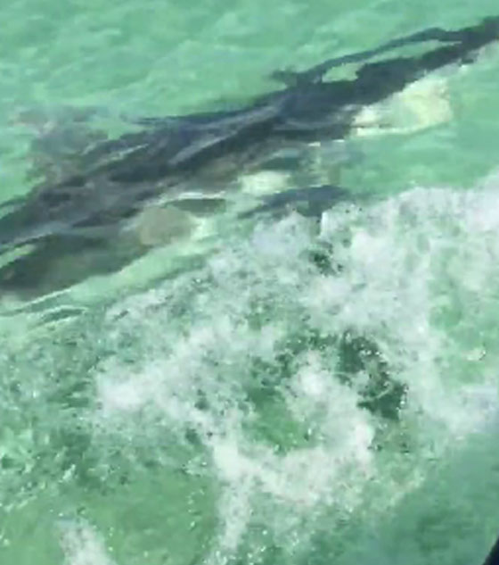 هل هي شجاعة ام تهور؟ جولة بين انياب القرش.. شاهد الفيديو صورة رقم 3 هل هي شجاعة ام تهور؟ جولة بين انياب القرش.. شاهد الفيديو صورة رقم 3