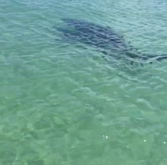 هل هي شجاعة ام تهور؟ جولة بين انياب القرش.. شاهد الفيديو صورة رقم 1 هل هي شجاعة ام تهور؟ جولة بين انياب القرش.. شاهد الفيديو صورة رقم 1