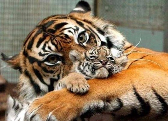 ارتفاع عدد النمور في العالم لاول مرة منذ 100 عام صورة رقم 3 ارتفاع عدد النمور في العالم لاول مرة منذ 100 عام صورة رقم 3