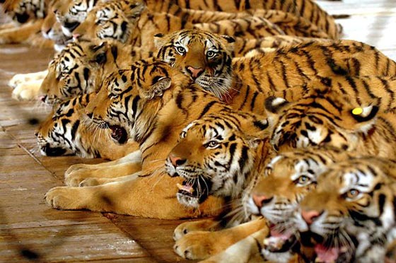 ارتفاع عدد النمور في العالم لاول مرة منذ 100 عام صورة رقم 4 ارتفاع عدد النمور في العالم لاول مرة منذ 100 عام صورة رقم 4