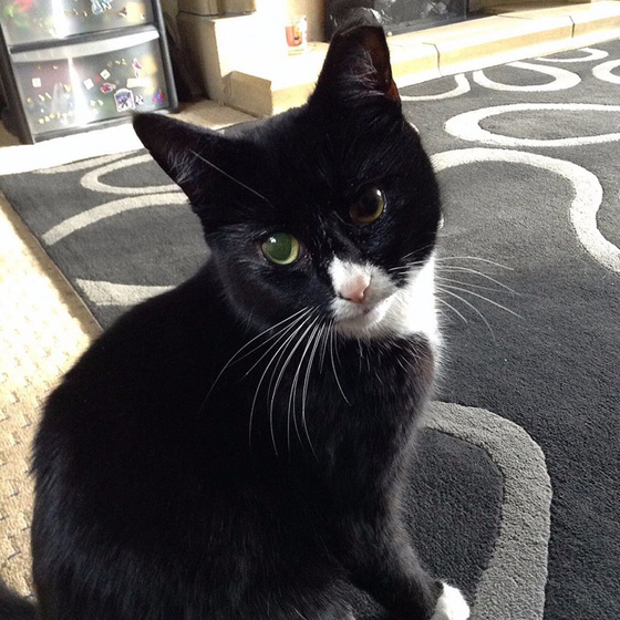 معجزة.. قطة تصاب بـ 30 رصاصة وتبقى على قيد الحياة صورة رقم 2