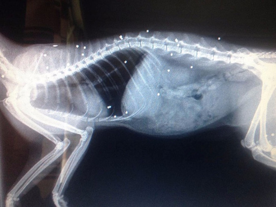 معجزة.. قطة تصاب بـ 30 رصاصة وتبقى على قيد الحياة صورة رقم 1