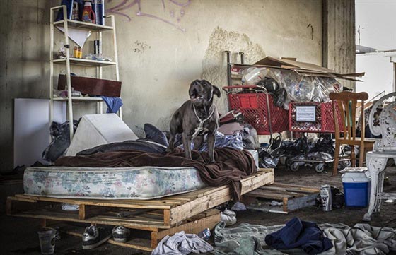 في شوارع امريكا تشرد وفقر فاحش واوباما منشغل بداعش.. فيديو وصور صورة رقم 7