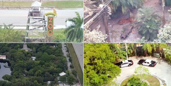  نمر يهاجم حارسة في حديقة الحيوان بفلوريدا ويقتلها صورة رقم 1