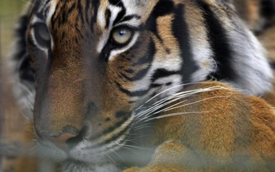  نمر يهاجم حارسة في حديقة الحيوان بفلوريدا ويقتلها صورة رقم 3