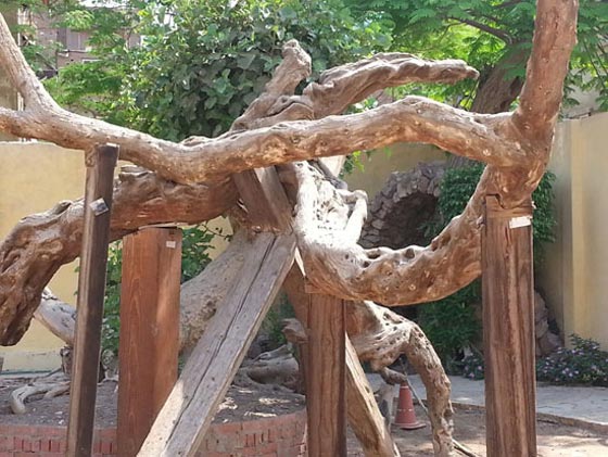 كيف تحوّل مزار (شجرة مريم) المقدس لمرتع للرذيلة والمخدرات؟ صورة رقم 3