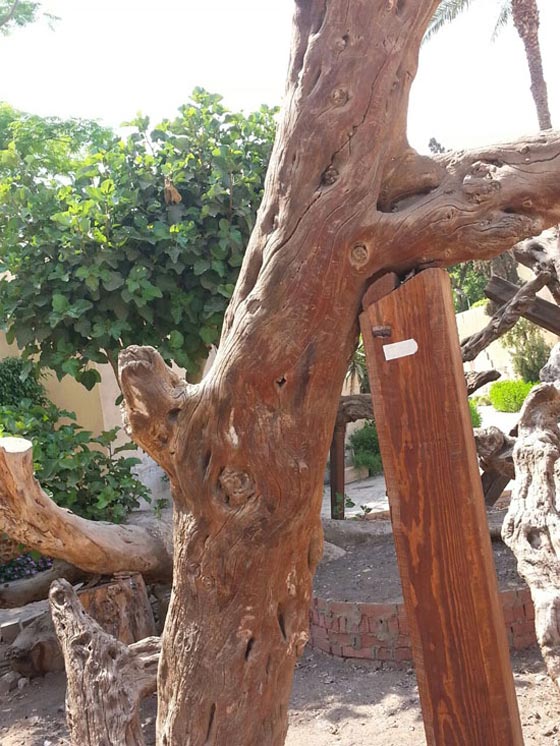 كيف تحوّل مزار (شجرة مريم) المقدس لمرتع للرذيلة والمخدرات؟ صورة رقم 7