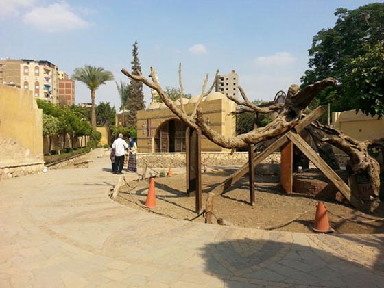 كيف تحوّل مزار (شجرة مريم) المقدس لمرتع للرذيلة والمخدرات؟ صورة رقم 1