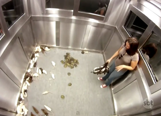 فيديو طريف.. رد فعل الفتيات لدى دخولهن مصعد مليء بالصراصير صورة رقم 3