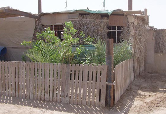 سُعُف النخيل تُسعف اليمنيين في البناء.. شاهد مساجد من سعف النخيل صورة رقم 4