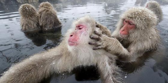  القرد البحار قطع المحيط بين الامريكيتين قبل 21 مليون عام صورة رقم 2