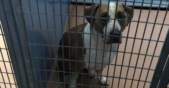 سعلت الام فانتفض الكلب وعض طفلا رضيعا حتى الموت صورة رقم 5