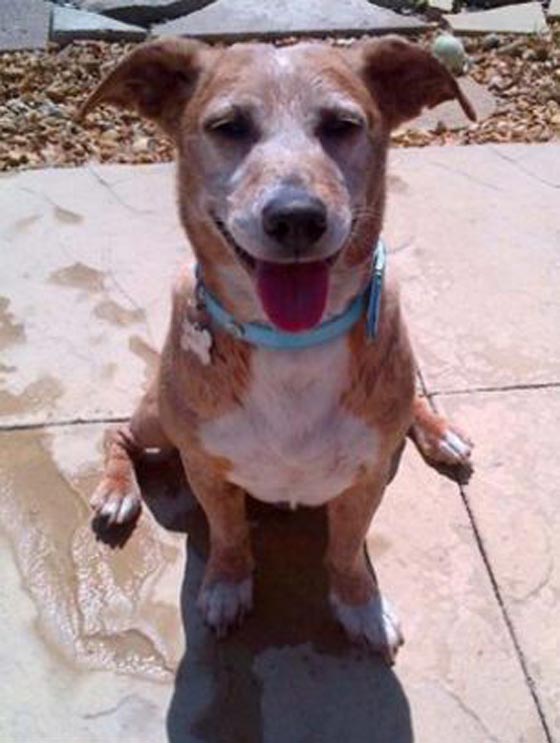 سعلت الام فانتفض الكلب وعض طفلا رضيعا حتى الموت صورة رقم 7