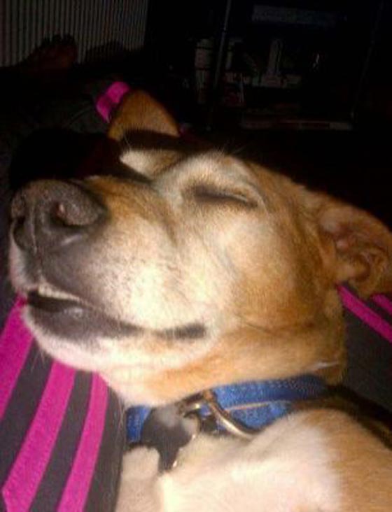 سعلت الام فانتفض الكلب وعض طفلا رضيعا حتى الموت صورة رقم 6