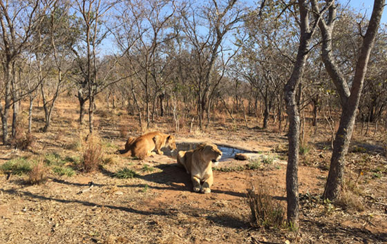 انقاذ 33 اسدا من فرق السيرك ونقلها الى بيئتها الطبيعية بافريقيا صورة رقم 4