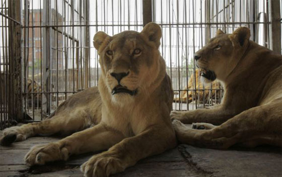 انقاذ 33 اسدا من فرق السيرك ونقلها الى بيئتها الطبيعية بافريقيا صورة رقم 2