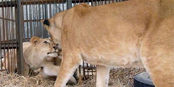 انقاذ 33 اسدا من فرق السيرك ونقلها الى بيئتها الطبيعية بافريقيا صورة رقم 3