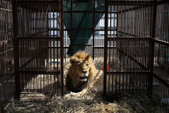 انقاذ 33 اسدا من فرق السيرك ونقلها الى بيئتها الطبيعية بافريقيا صورة رقم 1