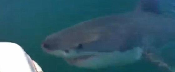 صور وفيديو.. قرش عملاق يهاجم قارب صيد ويقضم محركه صورة رقم 1