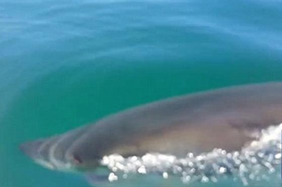 صور وفيديو.. قرش عملاق يهاجم قارب صيد ويقضم محركه صورة رقم 2