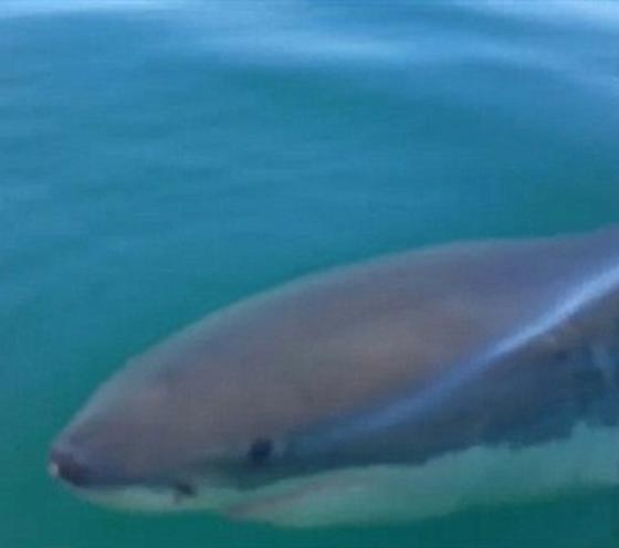 صور وفيديو.. قرش عملاق يهاجم قارب صيد ويقضم محركه صورة رقم 3