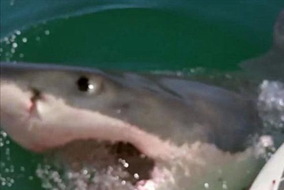 صور وفيديو.. قرش عملاق يهاجم قارب صيد ويقضم محركه صورة رقم 4