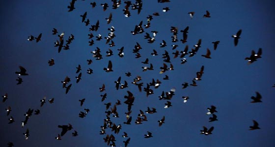 صور طيور الحمام تضيء سماء نيويورك صورة رقم 1