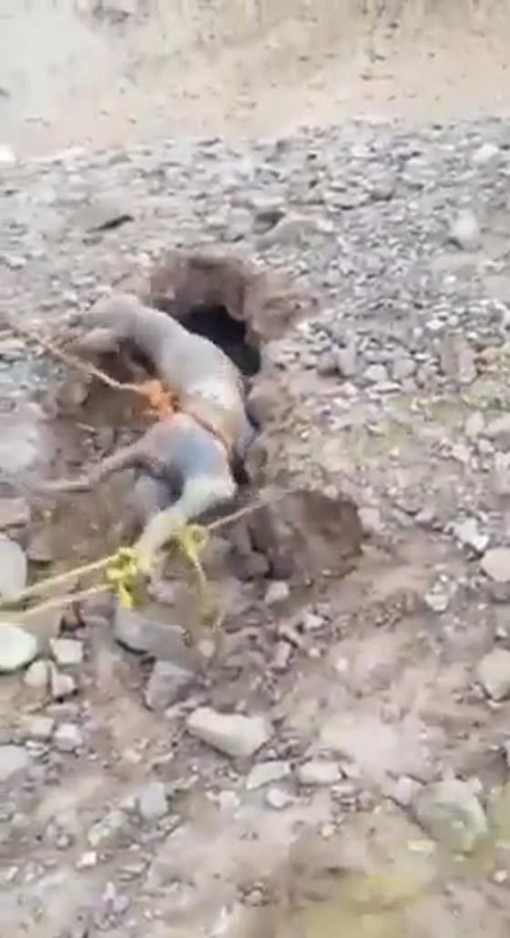 فيديو يظهر 10 شبان سعوديين يحاولون اصطياد حيوان نادر ومفترس صورة رقم 1 فيديو يظهر 10 شبان سعوديين يحاولون اصطياد حيوان نادر ومفترس صورة رقم 1