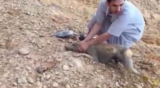 فيديو يظهر 10 شبان سعوديين يحاولون اصطياد حيوان نادر ومفترس صورة رقم 2 فيديو يظهر 10 شبان سعوديين يحاولون اصطياد حيوان نادر ومفترس صورة رقم 2