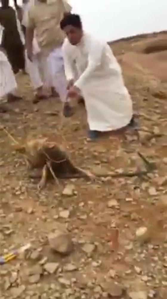 فيديو يظهر 10 شبان سعوديين يحاولون اصطياد حيوان نادر ومفترس صورة رقم 3 فيديو يظهر 10 شبان سعوديين يحاولون اصطياد حيوان نادر ومفترس صورة رقم 3