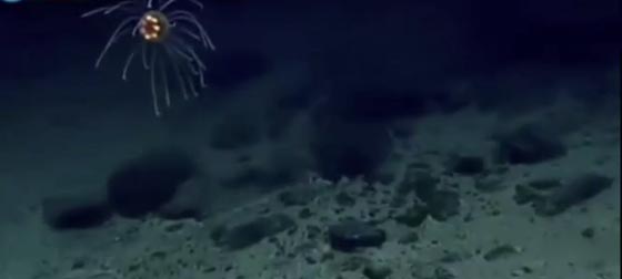  خندق ماريانا بالمحيط الهادئ اعمق نقطة في الكرة الارضية صورة رقم 2