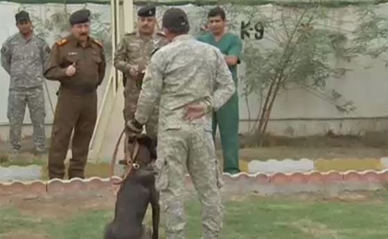 مديرية للكلاب البوليسية المدربة تتصدى للتفجيرات في العراق صورة رقم 1