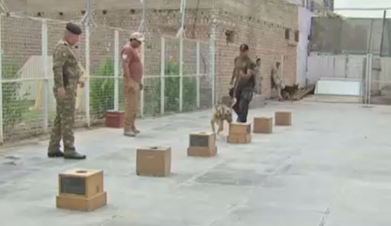 مديرية للكلاب البوليسية المدربة تتصدى للتفجيرات في العراق صورة رقم 2