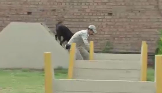 مديرية للكلاب البوليسية المدربة تتصدى للتفجيرات في العراق صورة رقم 3