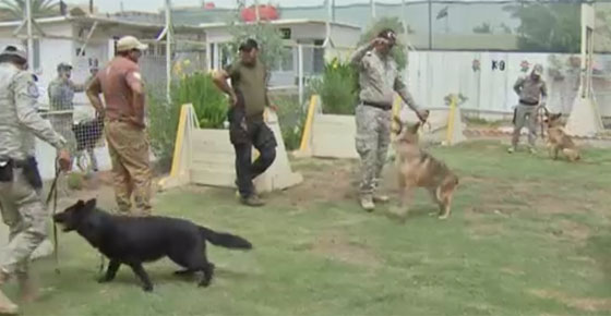 مديرية للكلاب البوليسية المدربة تتصدى للتفجيرات في العراق صورة رقم 4